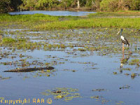 http://www.kakadunationalparkaustralia.com/ a kakdu national park information tourist guide